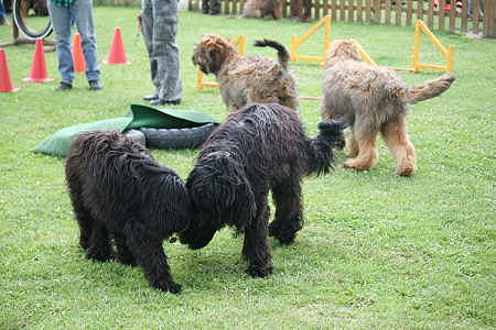 Briard_AG 017-450