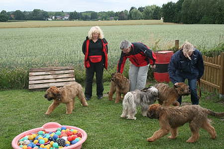 Briard_AG 064-450