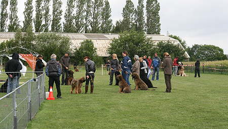 Briard_AG 107-450