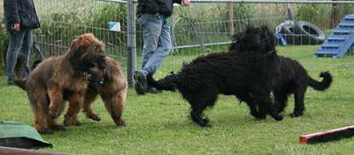 Briard_AG 164b-400