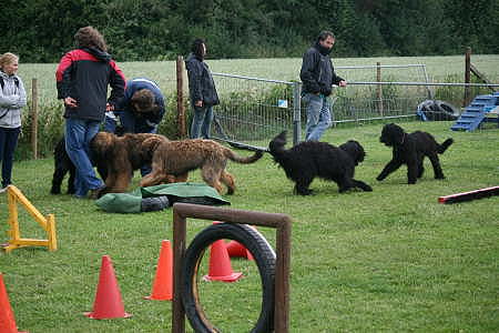 Briard_AG 166-450
