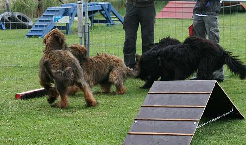 Briard_AG 190611_ 157a-500