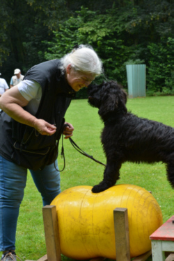 Briardag 2024-07-21 Welpe mit Christina auf Ball-eeed434cf4b0-250