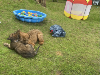 Briardag 2025-05-18 Welpen_9265-400