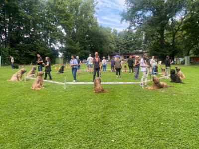 Briardag 2025-07-13 Gruppenlongieren_1192-400