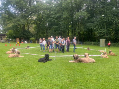 Briardag 2025-07-13 Longieren Mitte_1203-400