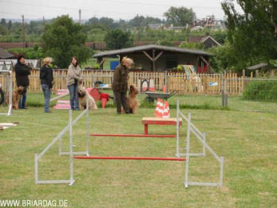 briardag-060609-01-400