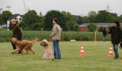 briardag-060709-03-400