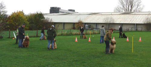 briardag-071109-training04-500