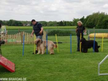briardag-160509-12-350