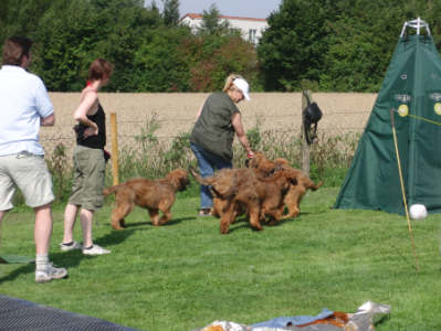 briardag-jh-150809-02-400