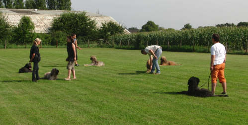 briardag-obi-150809-01-500