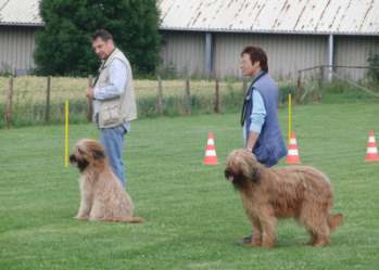 briardag-renee-dina-110709-02-350