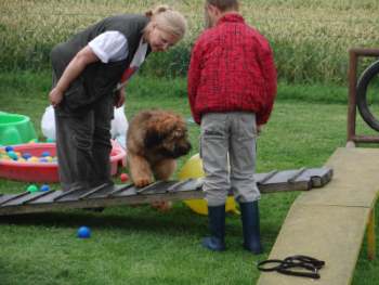 briardag-welpen-110709-04-350